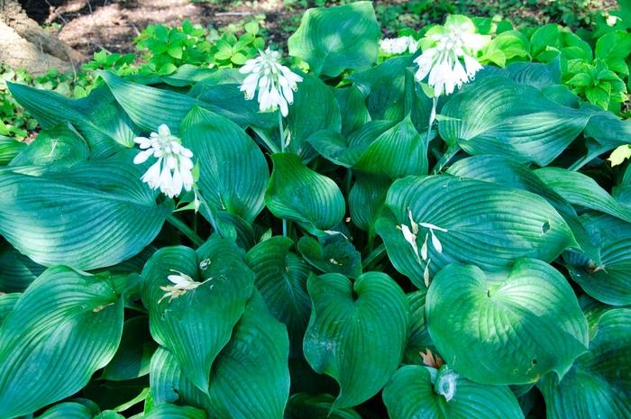 Hosta Blue Angel