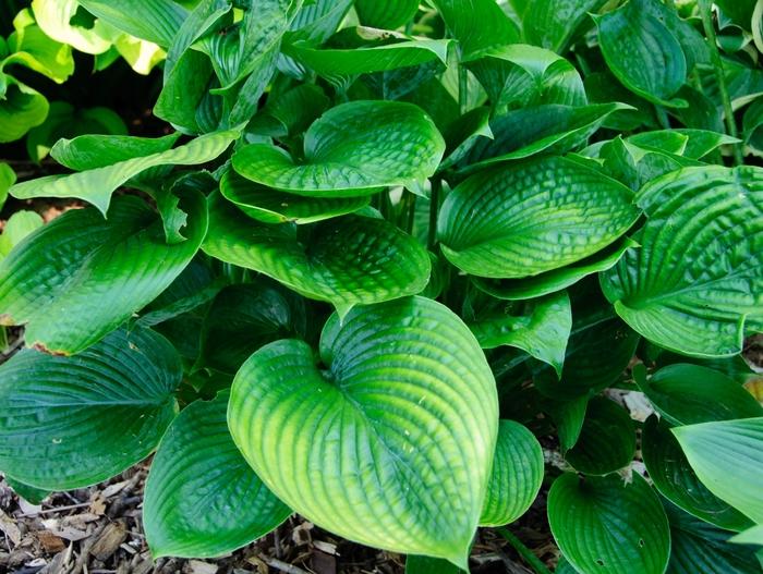 Hosta Blue Hawaii