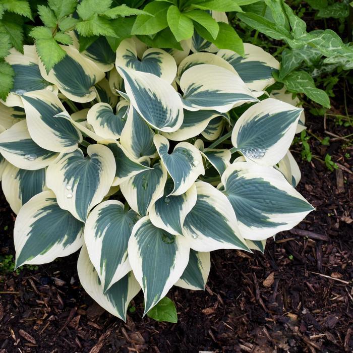 Hosta Blue Ivory