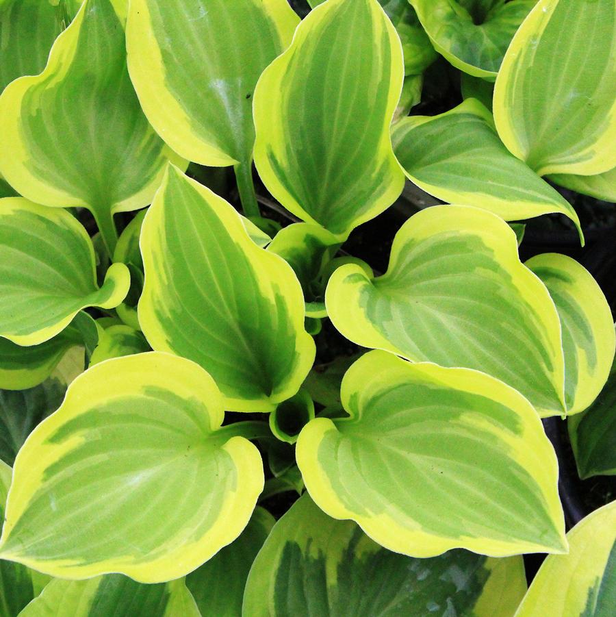 Hosta Brim Cup