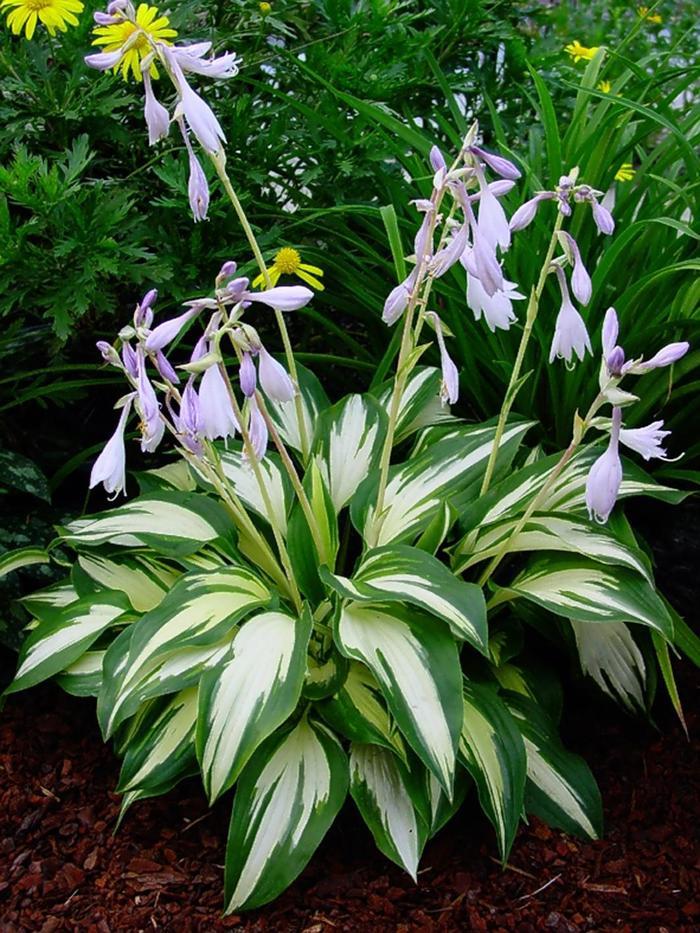 Hosta Christmas Candy