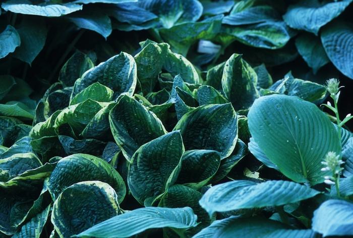 Hosta Christmas Tree