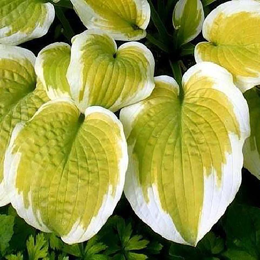 Hosta Delta Dawn