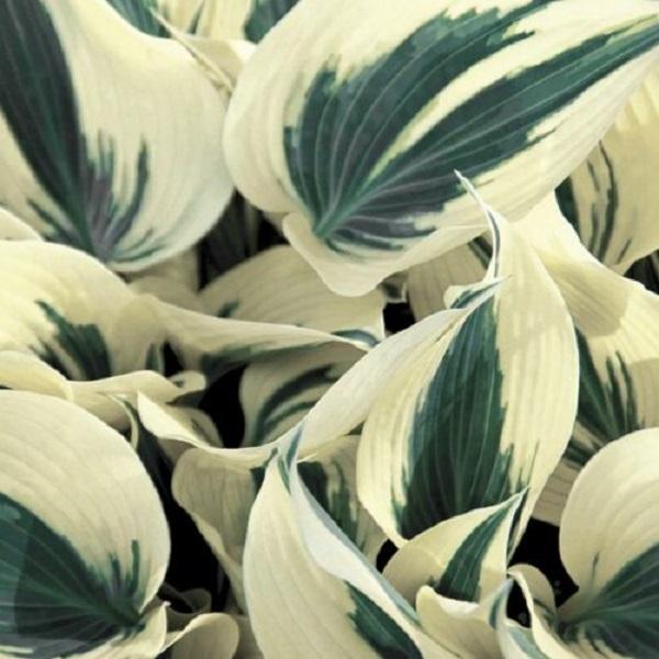 Hosta Firn Line