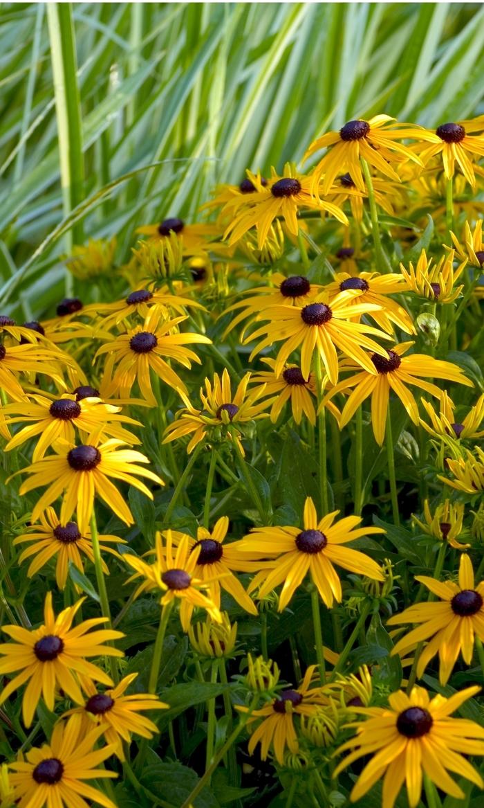 Rudbeckia fulgida Goldsturm