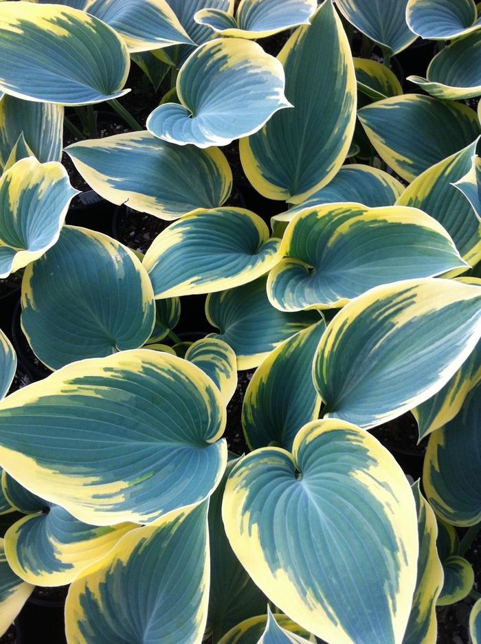 Hosta First Frost