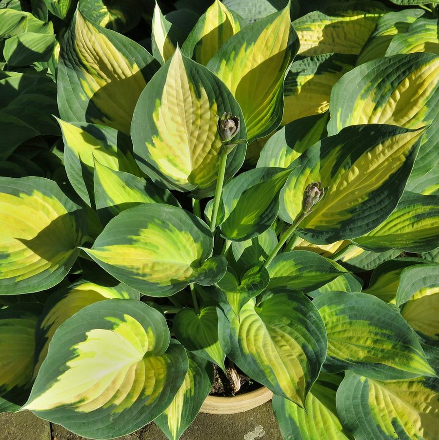 Hosta Forbidden Fruit