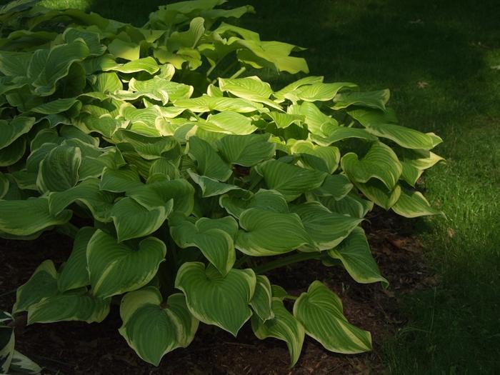 Hosta Fragrant Bouquet