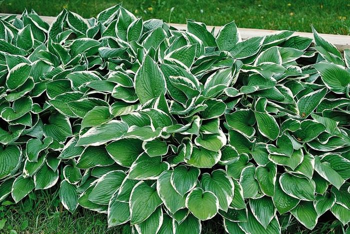 Hosta Francee