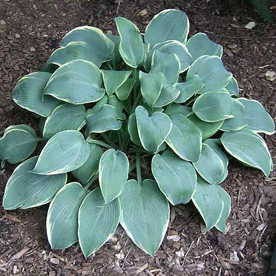 Hosta Frosted Dimples