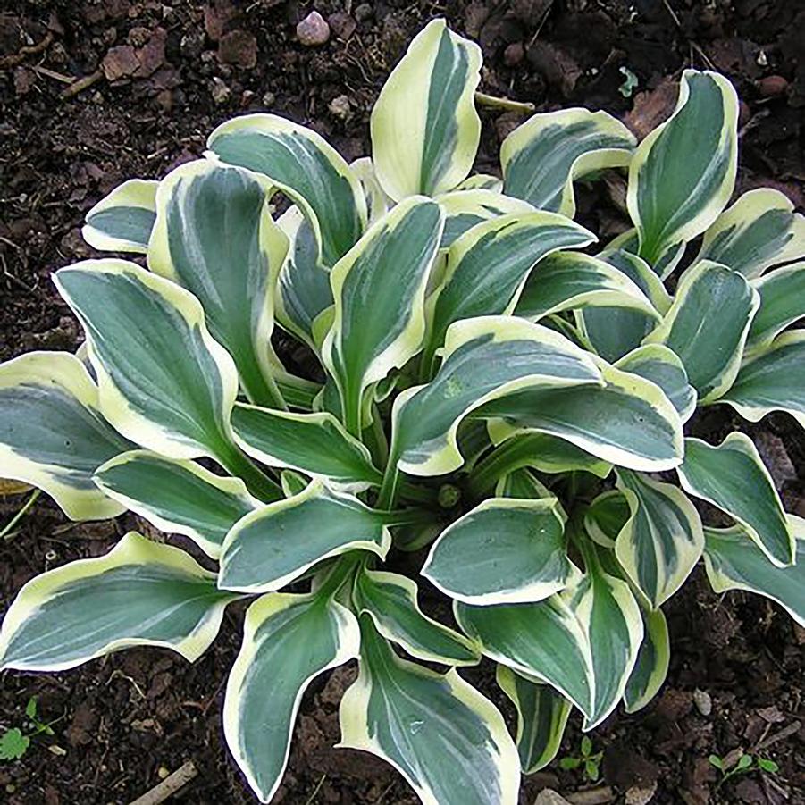 Hosta Funny Mouse