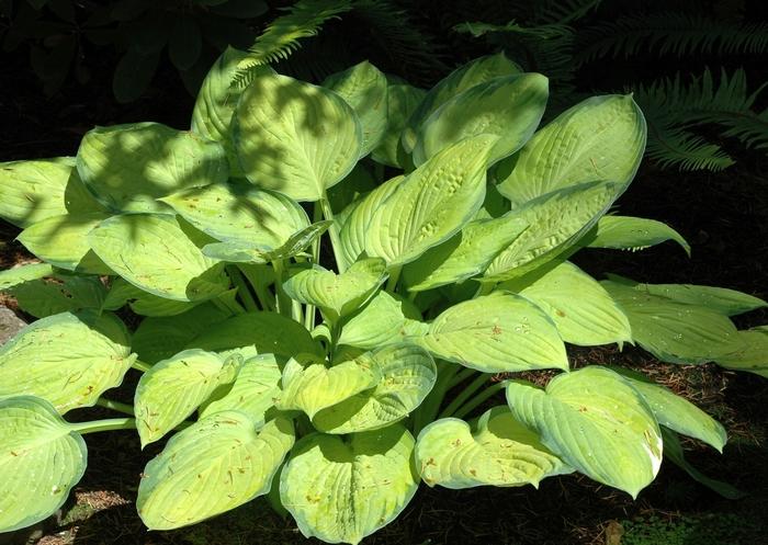 Hosta Gold Standard