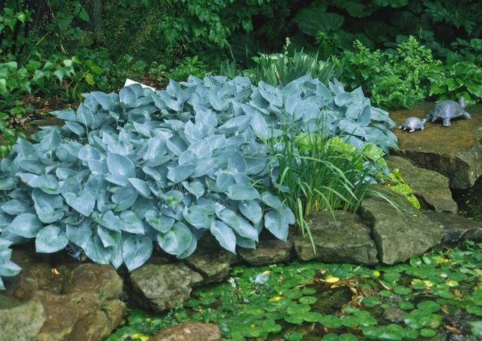 Hosta Halcyon