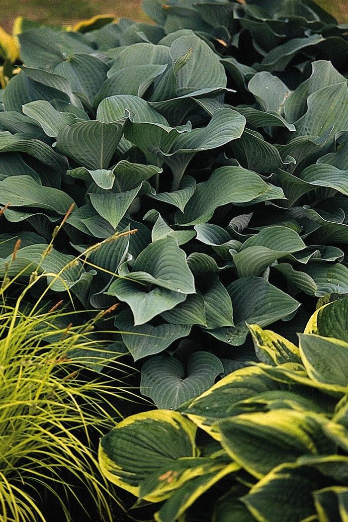 Hosta Krossa Regal