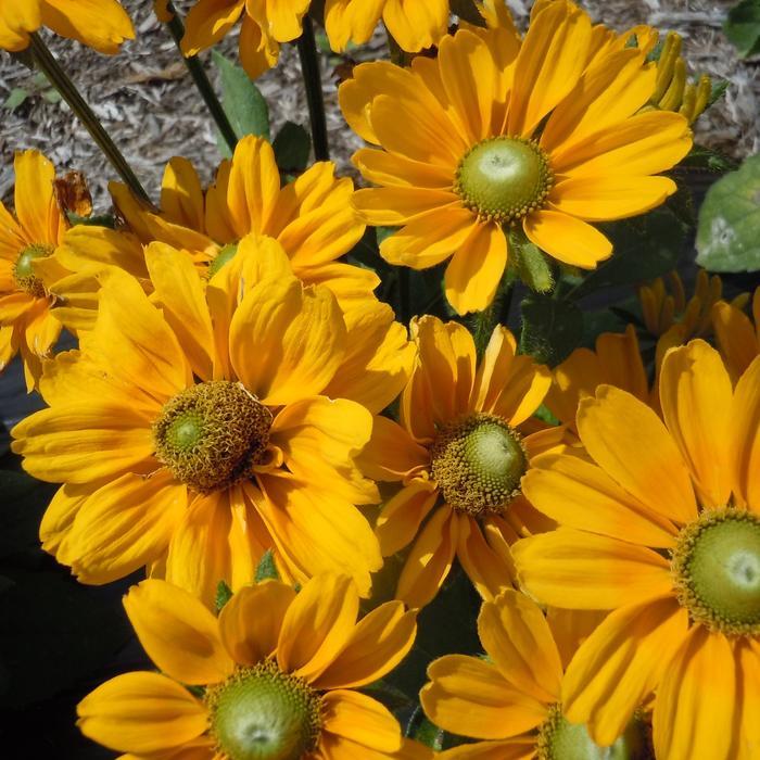 Rudbeckia hirta Amarillo Gold