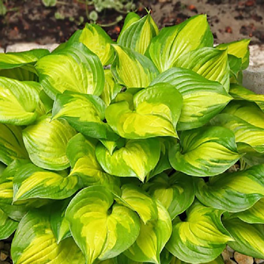 Hosta Lakeside Banana Bay