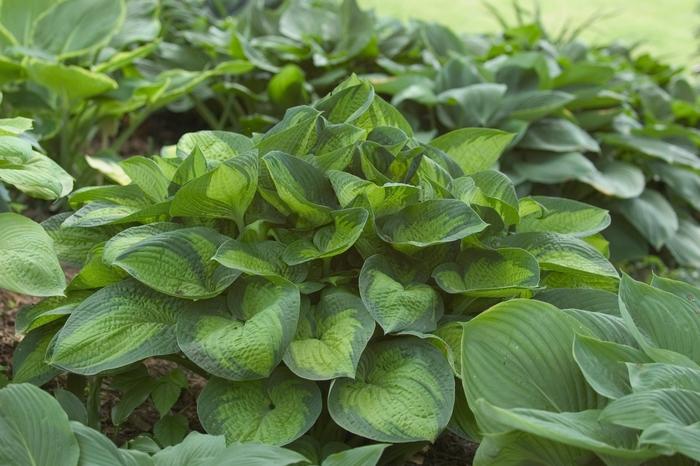 Hosta Paradigm