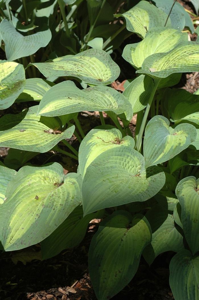 Hosta Paul's Glory