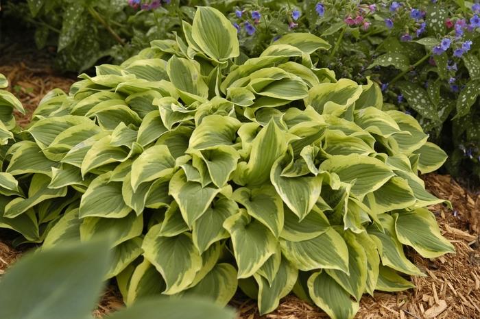 Hosta Pilgrim