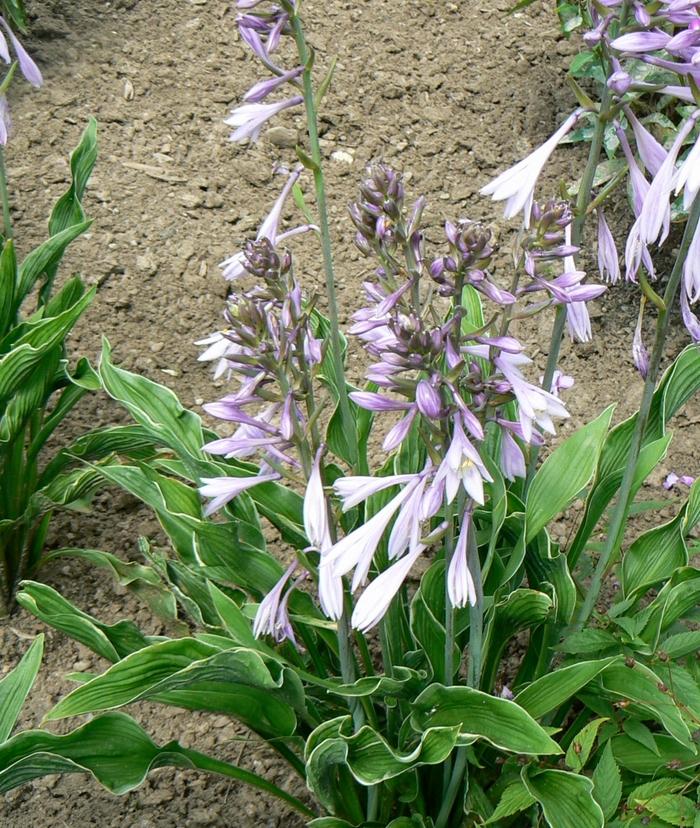 Hosta Praying Hands