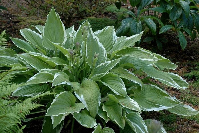 Hosta Regal Splendor