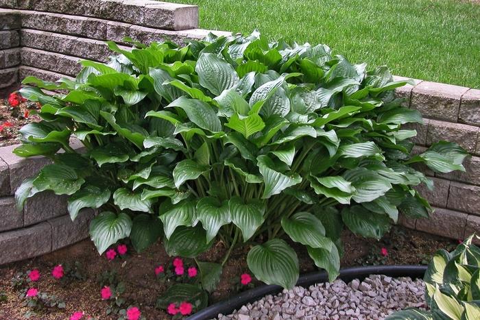 Hosta Royal Standard