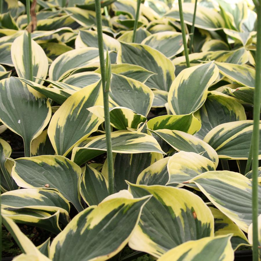 Hosta Twilight