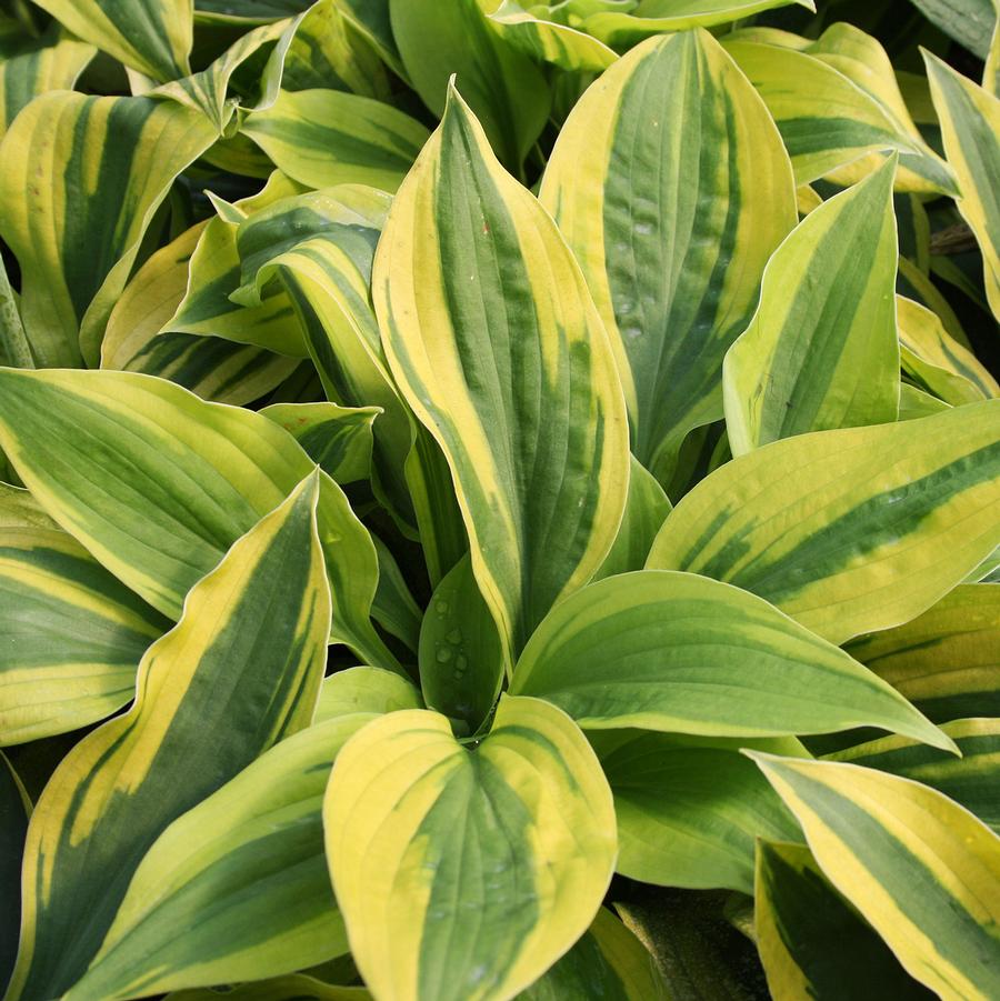 Hosta Velvet Moon