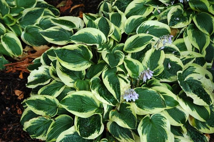 Hosta Wide Brim