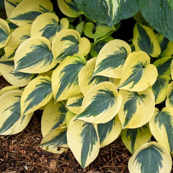 Hosta Shadowland® Autumn Frost