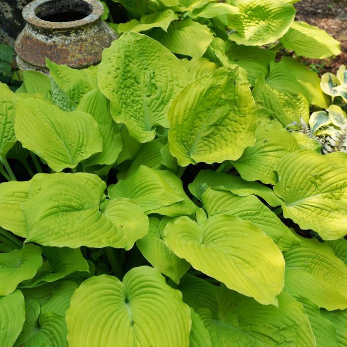 Hosta Shadowland® Coast to Coast