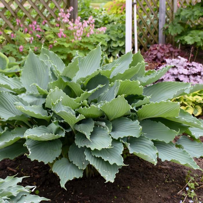 Hosta Shadowland® Diamond Lake