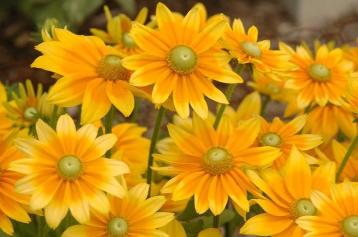 Rudbeckia hirta Prairie Sun