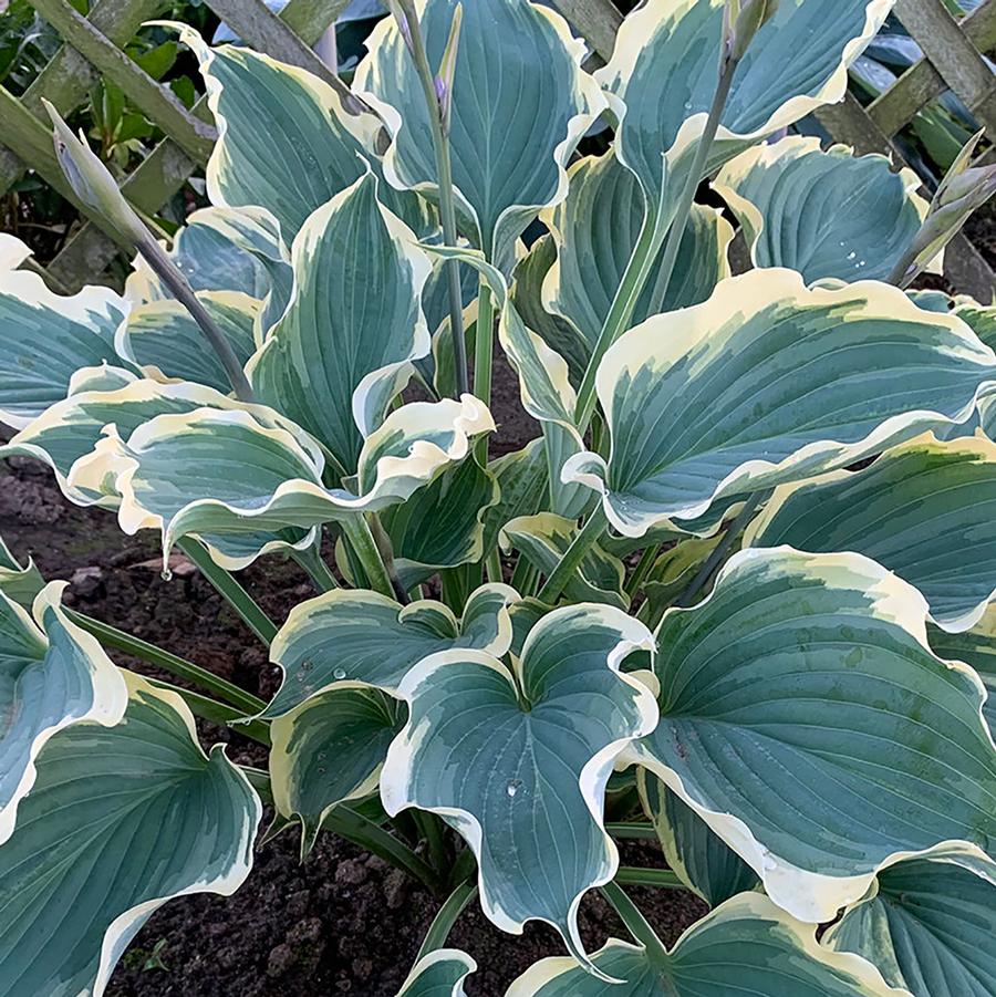 Hosta Shadowland® Hope Springs Eternal