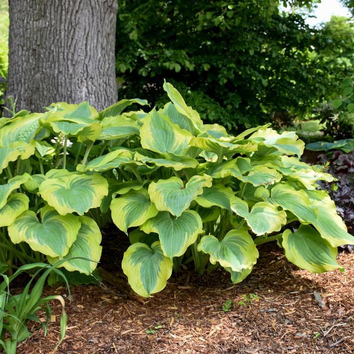 Hosta Shadowland® Seducer