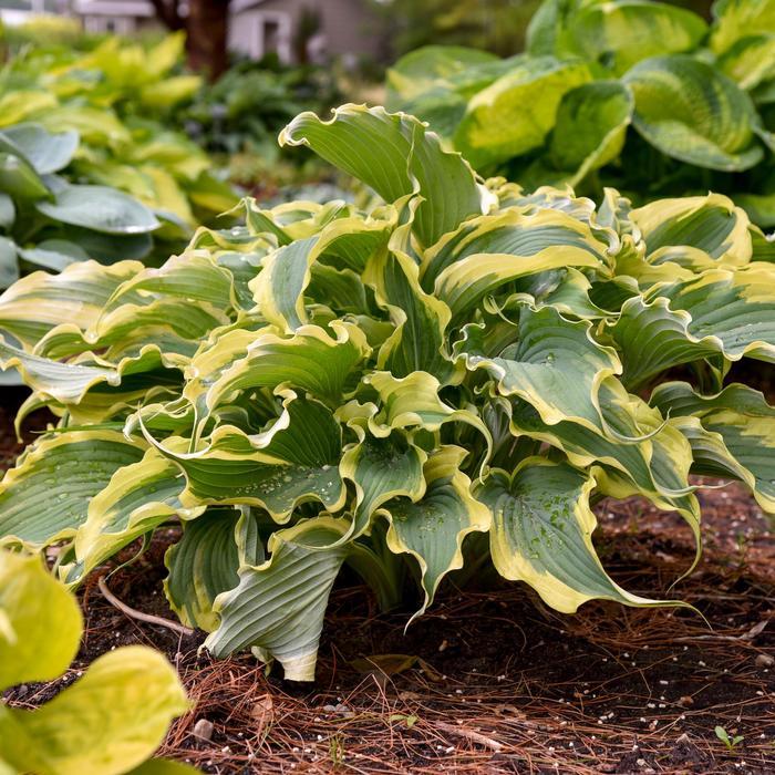 Hosta Shadowland® Voices in the Wind