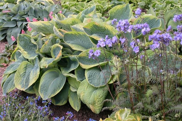 Hosta Frances Williams