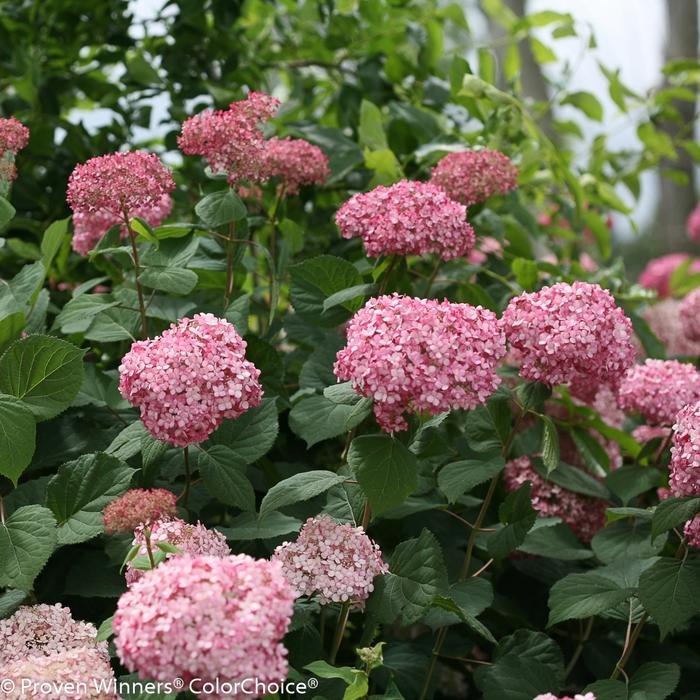 Hydrangea arborescens Invincibelle® Spirit II