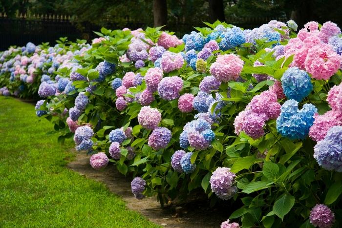 Hydrangea macrophylla Bailmer