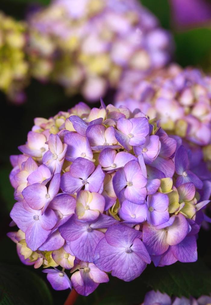 Hydrangea macrophylla BloomStruck®