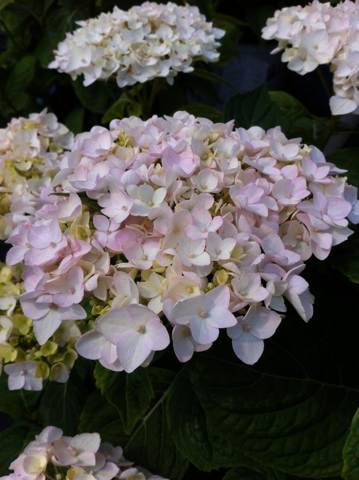 Hydrangea macrophylla Blushing Bride