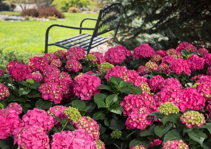 Hydrangea macrophylla Summer Crush®