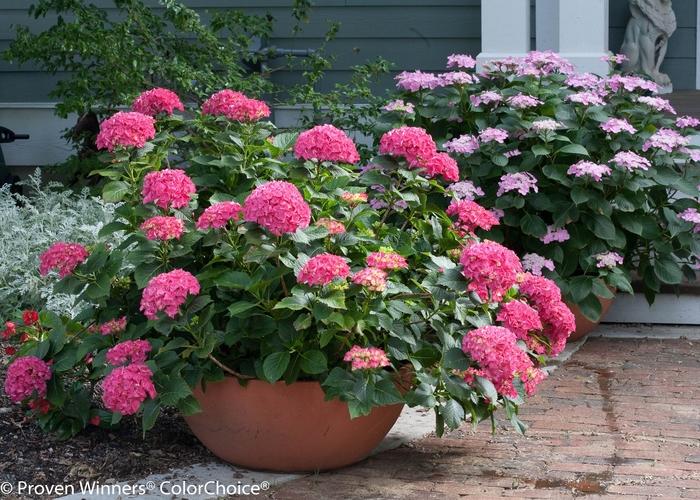 Hydrangea macrophylla Cityline® Paris