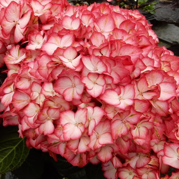 Hydrangea macrophylla Kimono™