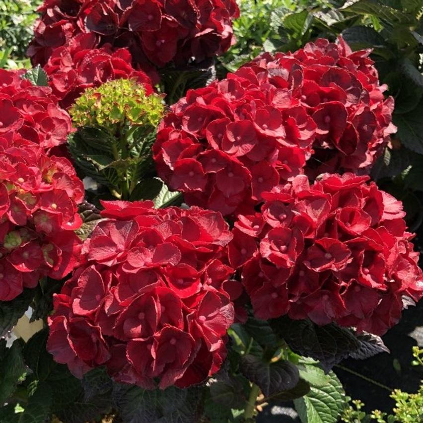 Hydrangea Macrophylla Cherry-go-Round™