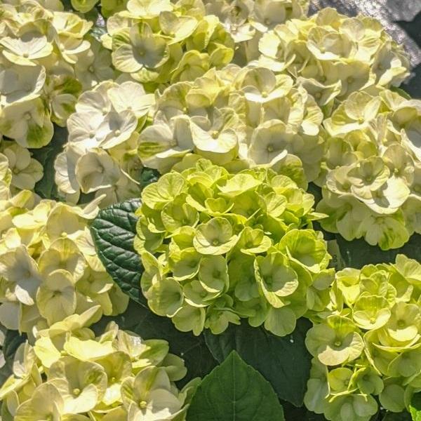 Hydrangea macrophylla Grin and Tonic™