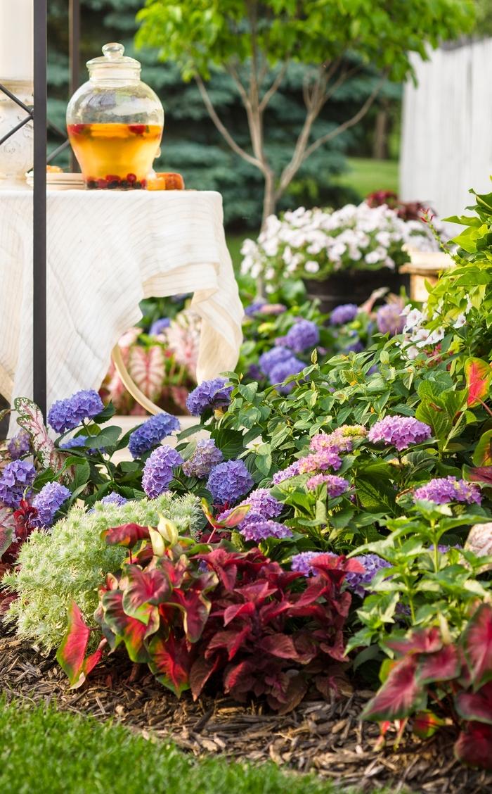 Hydrangea macrophylla 'Rhythmic Blue®' Let's Dance® Rythmic Blue ...