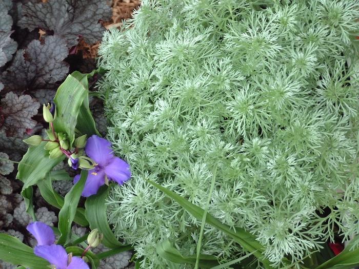 Artemisia schmidtiana Silver Mound