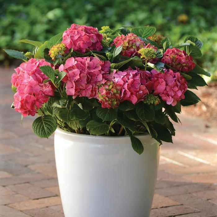 Hydrangea macrophylla Red Sensation