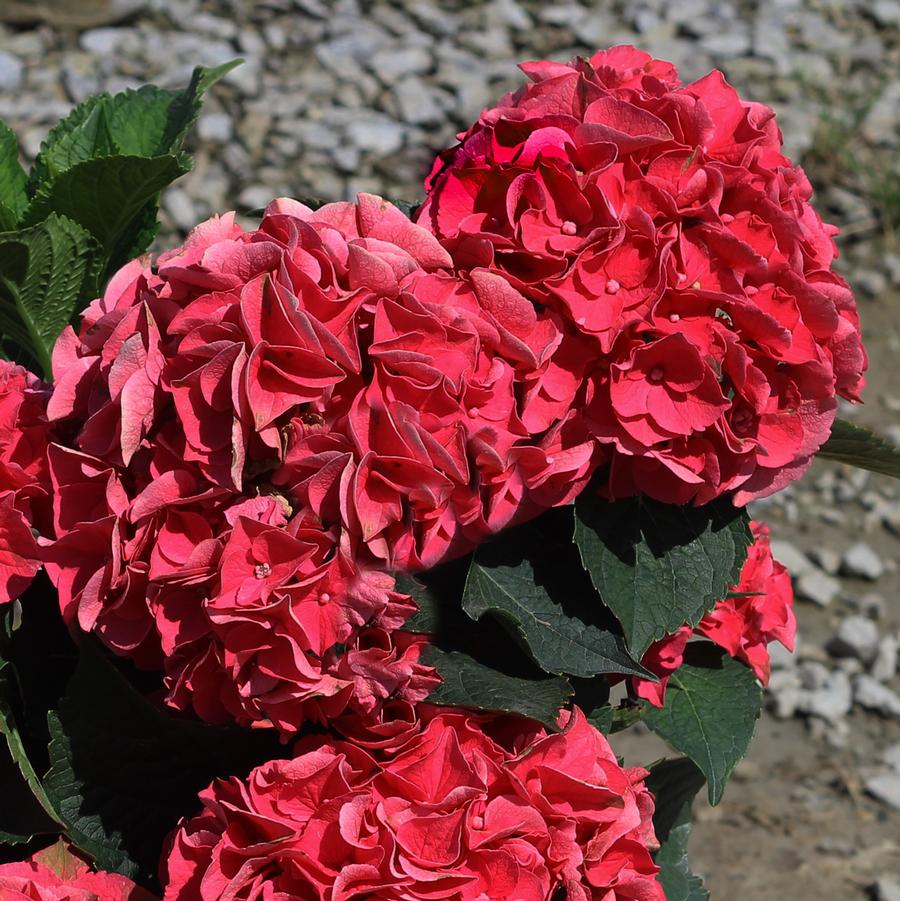 Hydrangea macrophylla Magical® Crimson